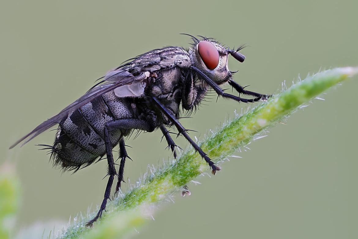 Fliege