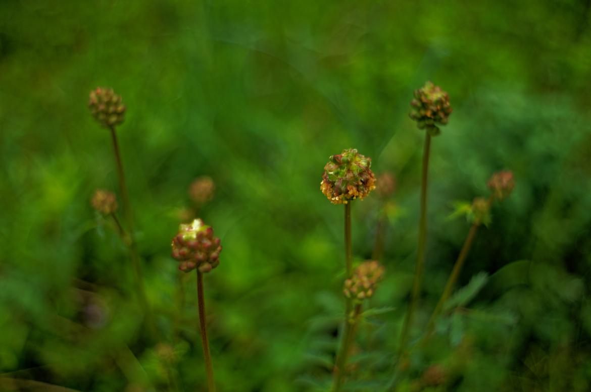 Wiesenknopf