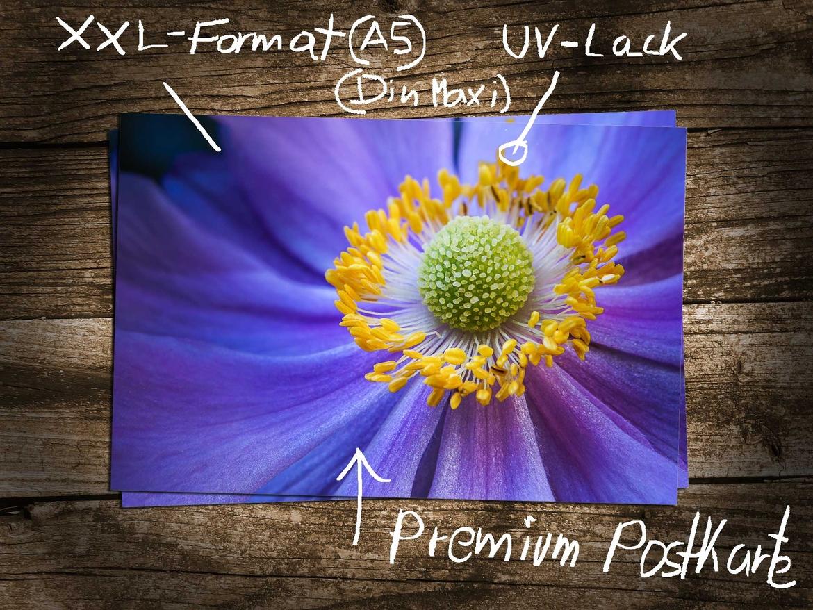 Premium Makrofotografie Postkarten