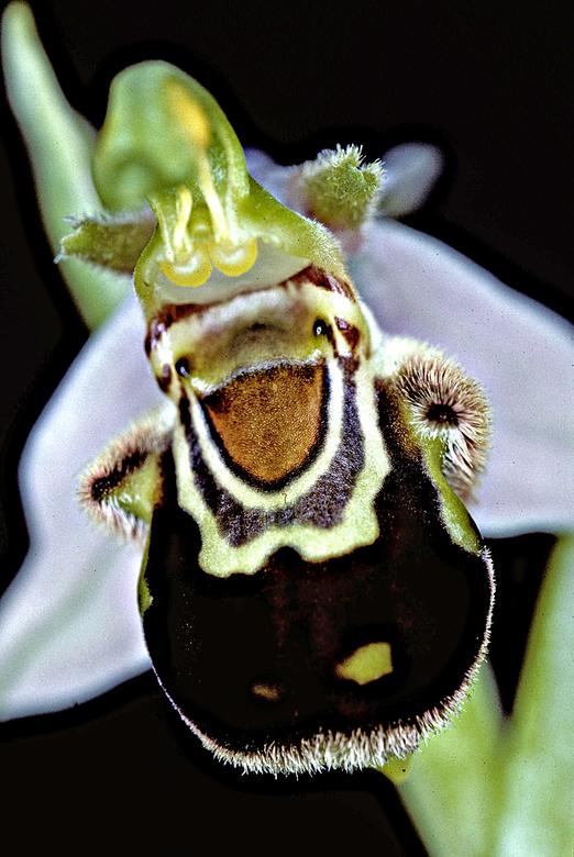 Ophrys apifera / Bienenragwurz / Orchidaceae