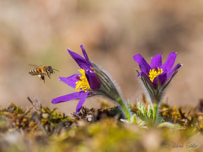 Honigbiene (Apis mellifera) vor Gewöhnlicher Küchenschelle (Pulsatilla vulgaris)