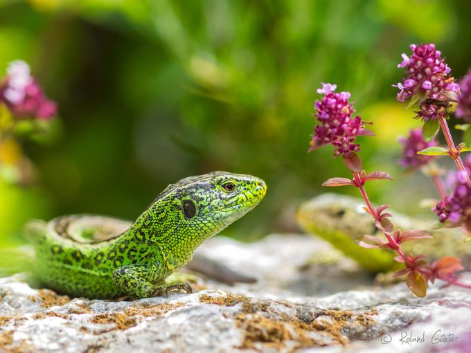 Zauneidechse (Lacerta agilis)