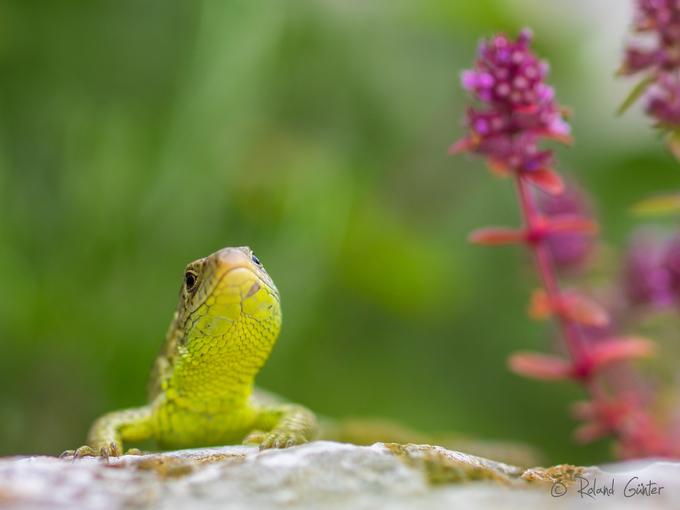 Zauneidechse (Lacerta agilis)