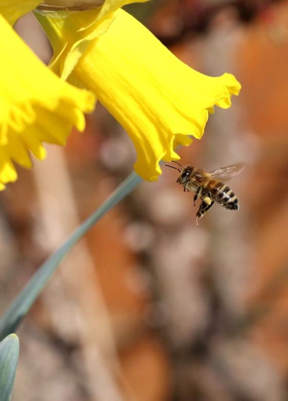Honigbiene (Apis mellifera) vor Narzissenblüte