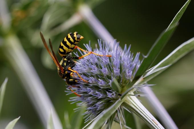 Feldwespe, Polistes sp. mit Fächerflügler (Xenos); © Gabi Jaeger