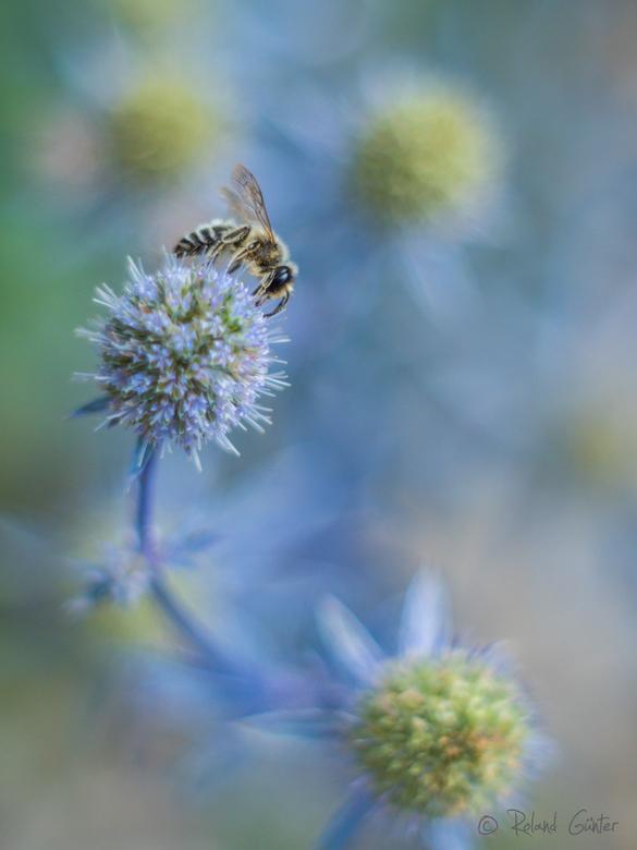 Wildbiene auf Edeldistel; © Roland Günter