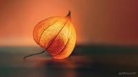 Leuchtende Physalis - Valentin Gutekunst