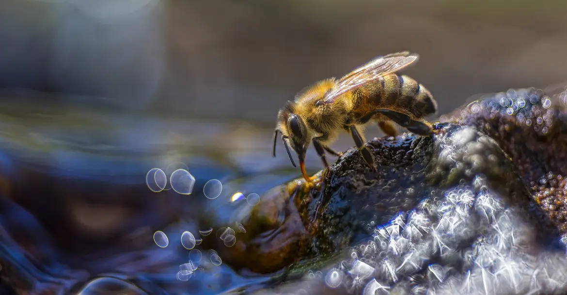 Honigbiene beim Trinken; © Roland Günter