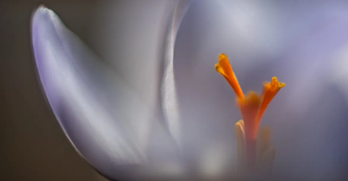 Gelbe Staubgefäße und Ausschnitte der Blütenblätter einer weißen Krokusblüte. Die seitliche Perspektive lässt den Bildbetrachter in die Blüte eintauchen.