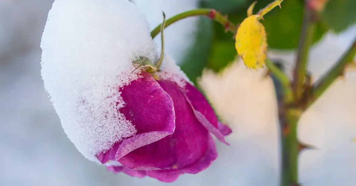 Rose, Blüte, Schnee, Winter, Pink, blühen