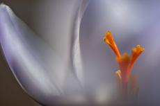Gelbe Staubgefäße und Ausschnitte der Blütenblätter einer weißen Krokusblüte. Die seitliche Perspektive lässt den Bildbetrachter in die Blüte eintauchen.