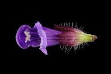 Blüte der Kleinen Braunelle (Prunella vulgaris) von Jennifer Markwirth