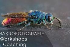 Makrofotografie-Coaching und Workshops