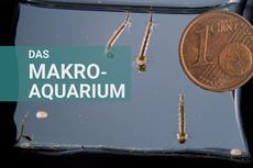 Das Makro-Aquarium