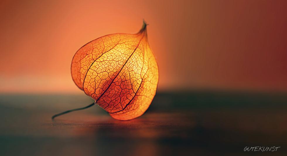 Leuchtende Physalis - Valentin Gutekunst