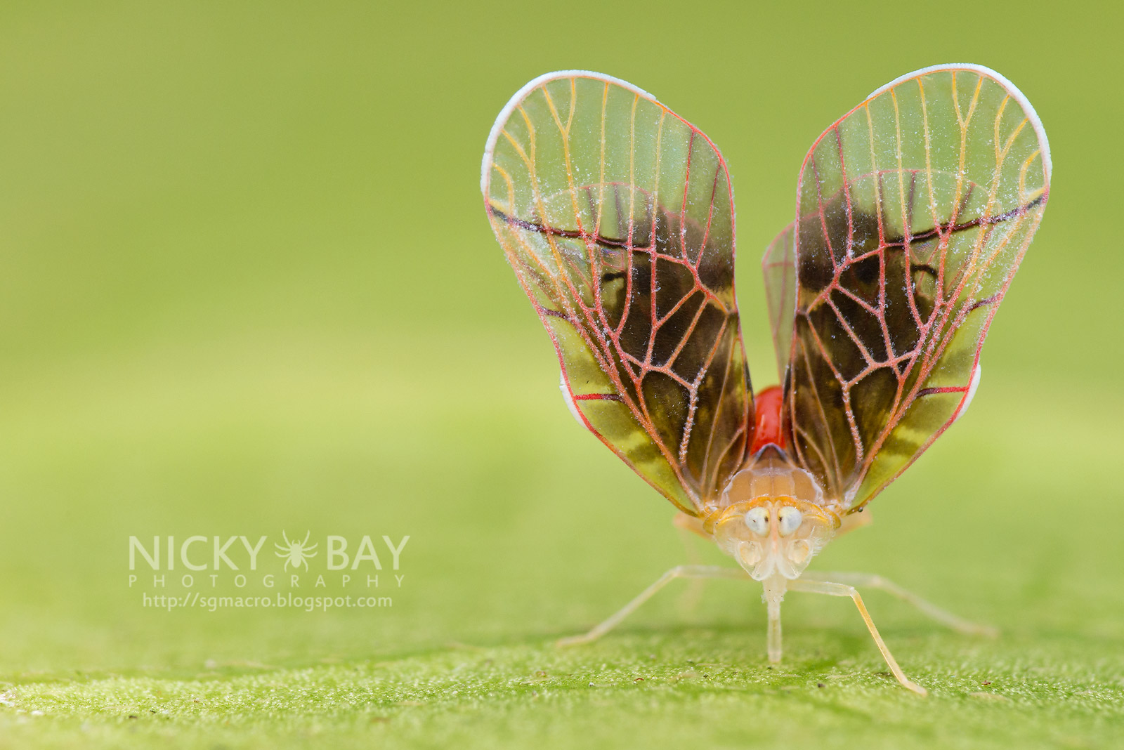 Porträt: Ein Meister der Makrofotografie - Nicky Bay | MAKROTREFF