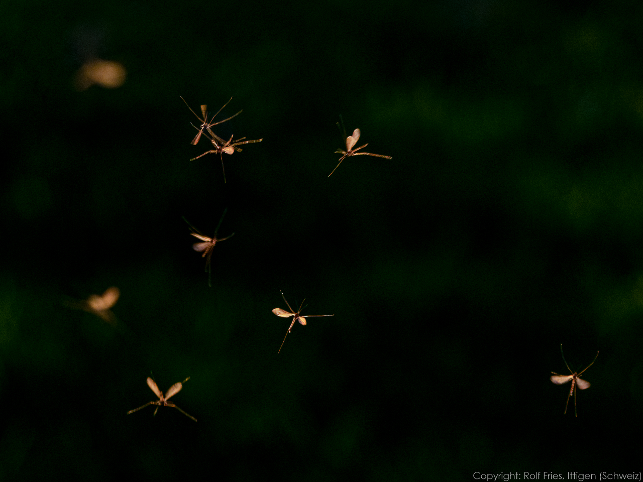 Wintermücken – Trichocera hiemalis in unserem Garten