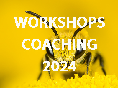 Gelbe Biene auf gelben Blüten, Porträt, mit weißer Schrift "Workshops Coaching 2024