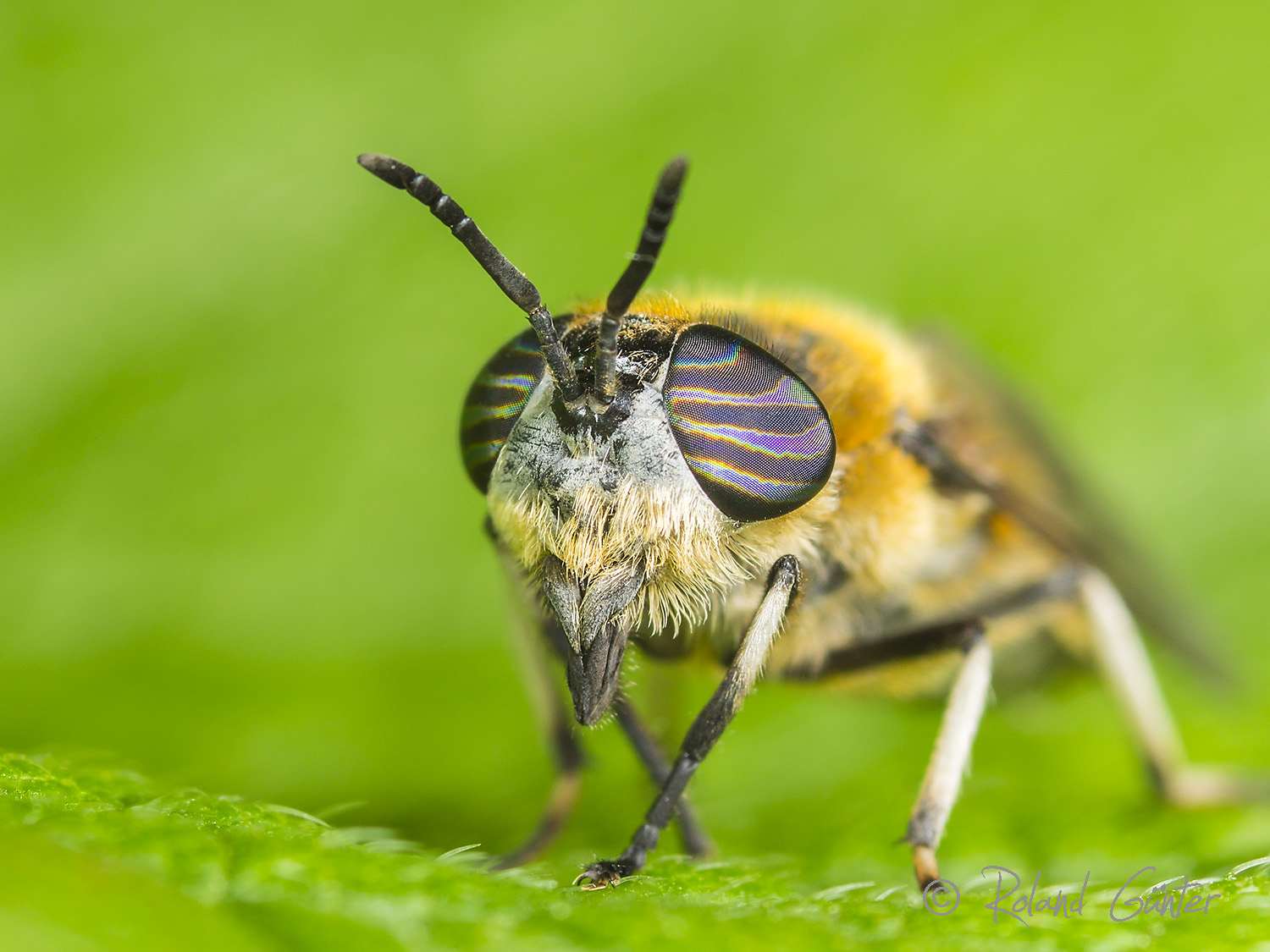 Purpurringbremse (Heptatoma pellucens)