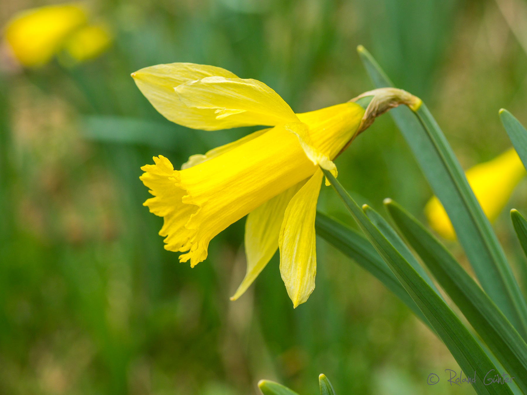 Wilde Narzisse - Narcissus pseudonarcissus