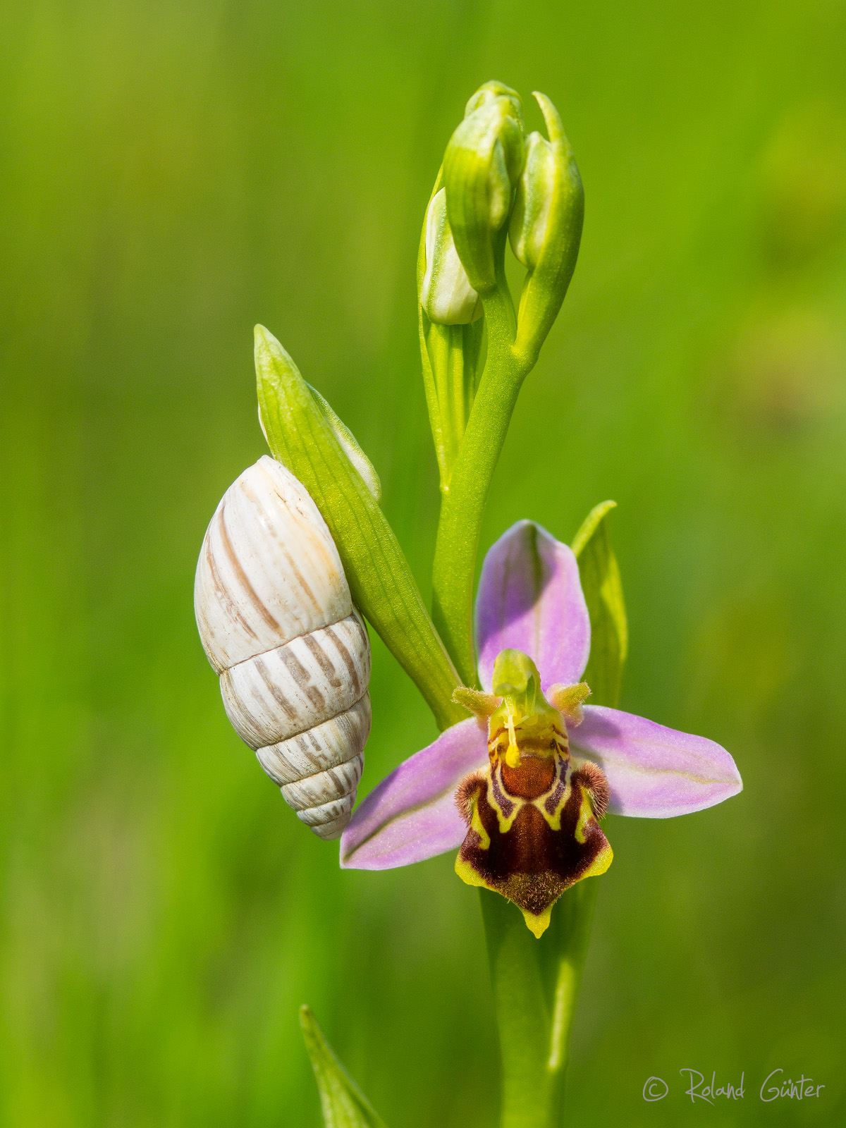Bienen-Ragwurz (Ophrys apifera)