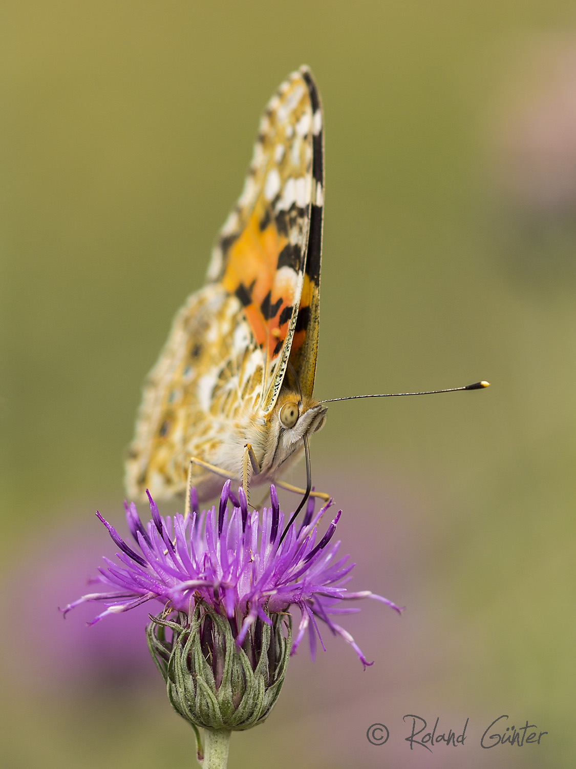 Distelfalter auf Sand-Silberscharte (Jurinea cyanoides)