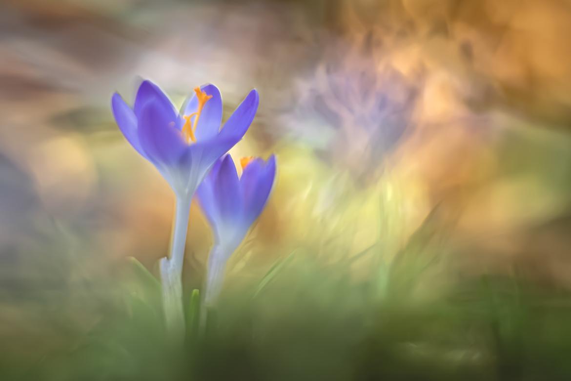 Krokusse in Pastell 