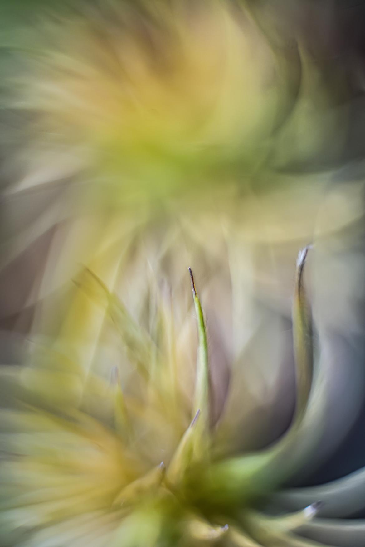 Clematis verblüht 2 