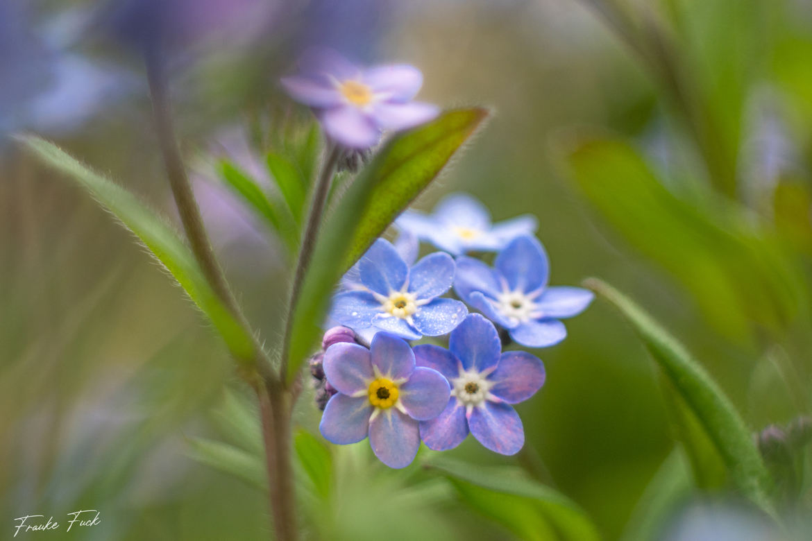 Forget me not - nachbearbeitet