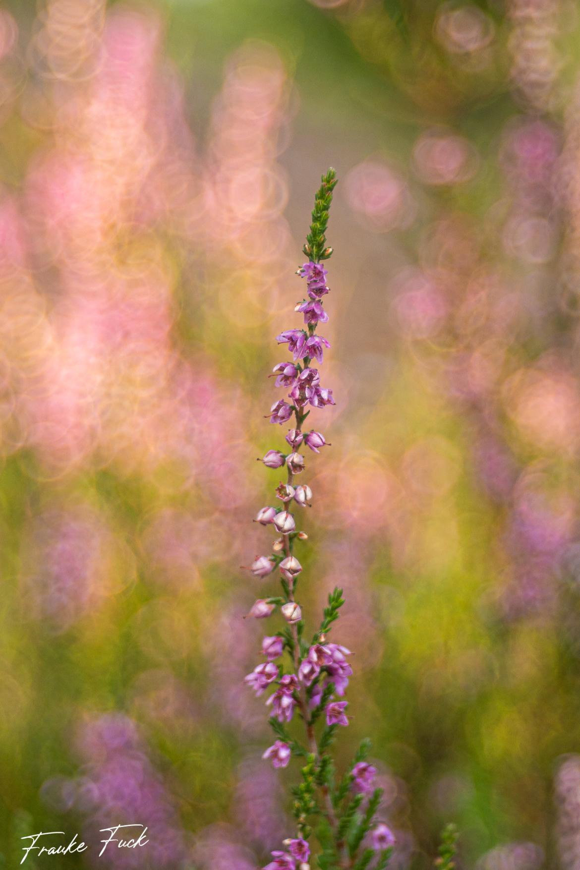 Heideblüte mit etwas mehr Schärfe