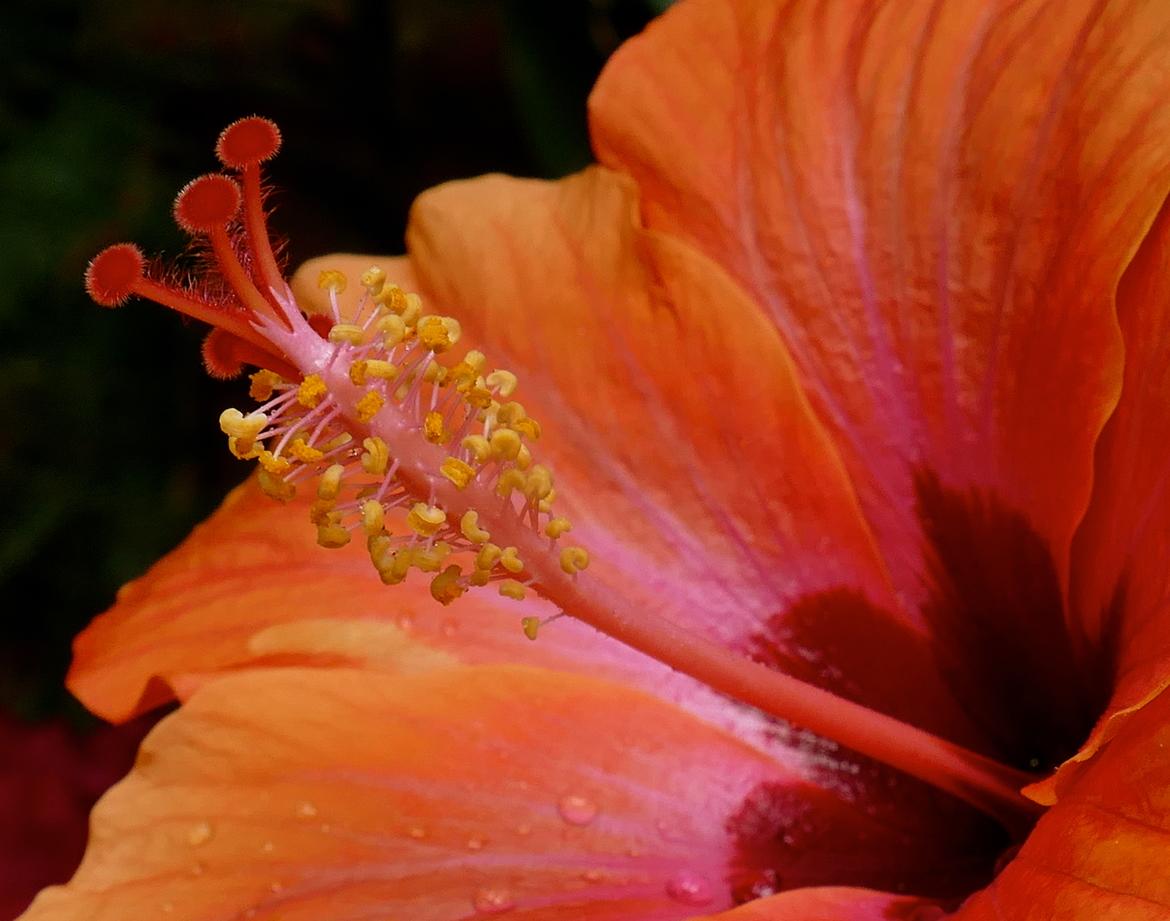 Hibiskusblüte