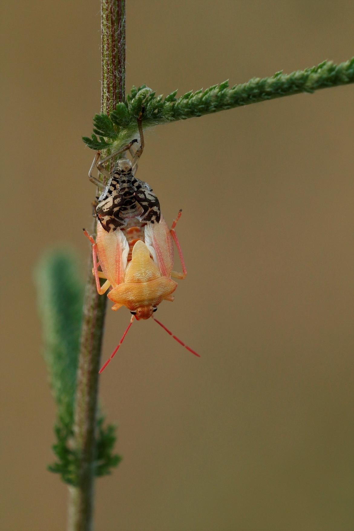 Carpocoris sp; Baumwanze; Verwandlung zum Imago; Gabi JAEGER