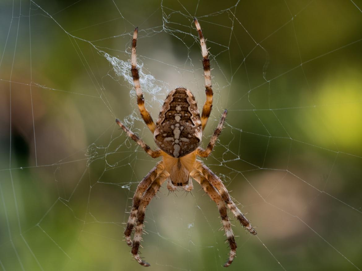 Spinne 