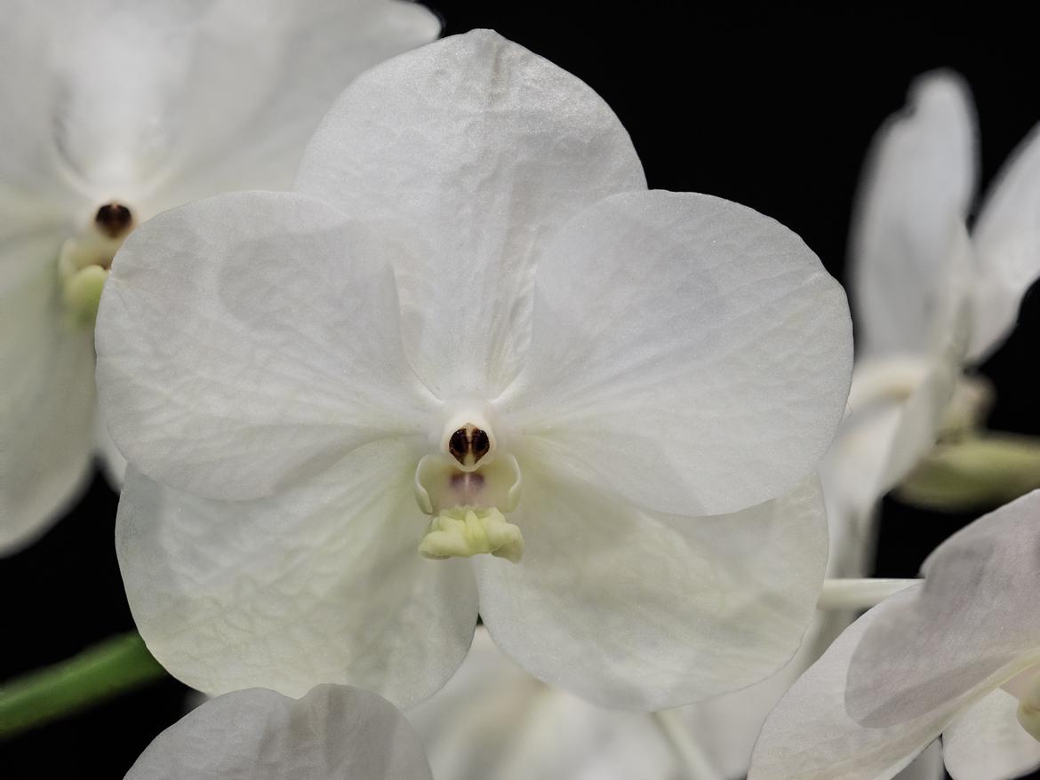 Vanda Hybride