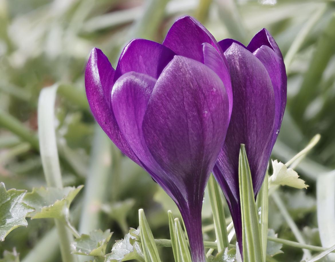 Krokus nachbearbeitet