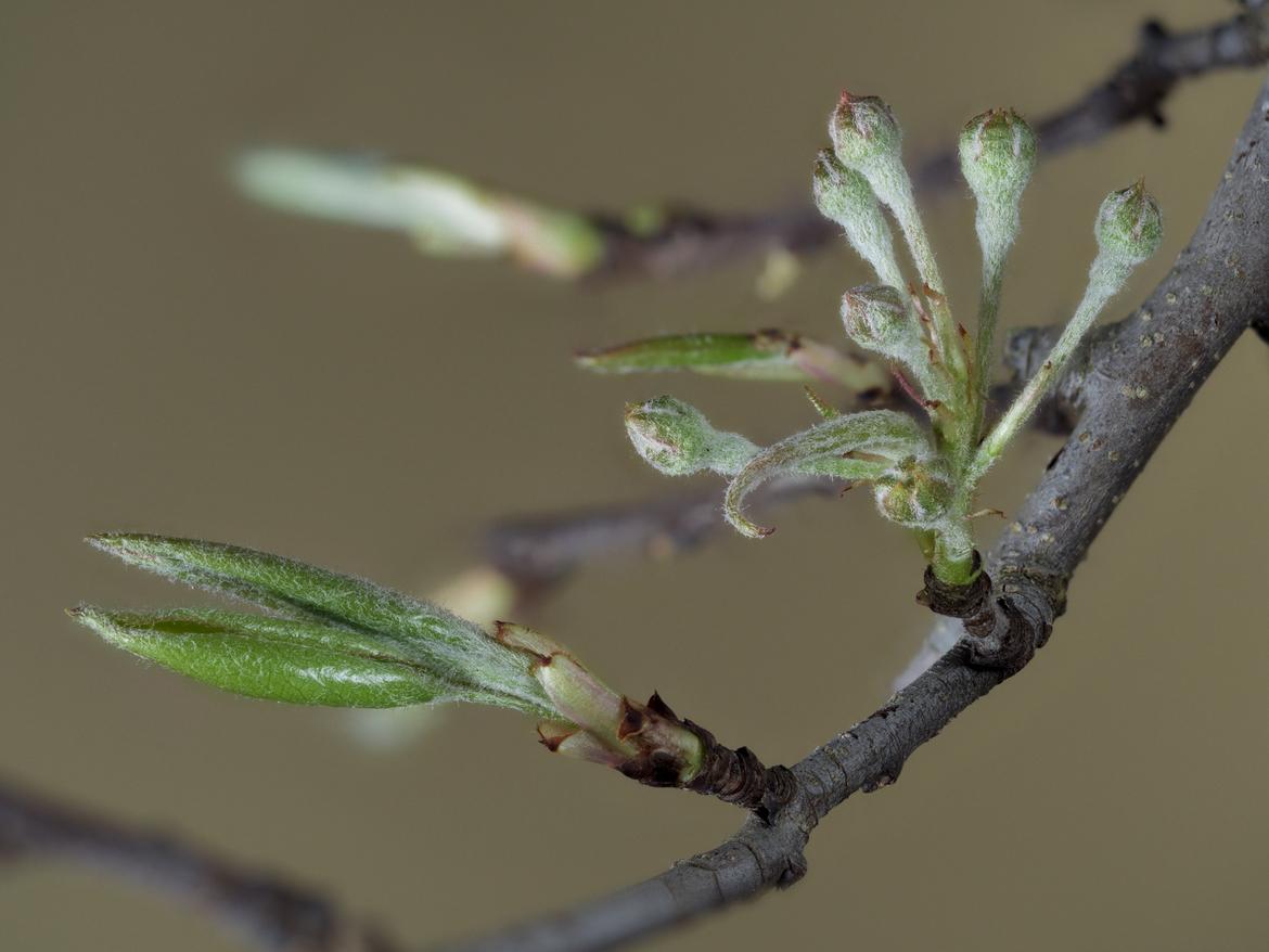 Kaki Blütenknospen