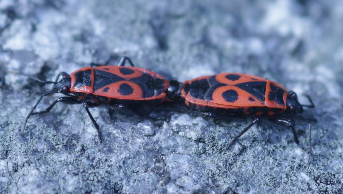 Feuerwanze (Pyrrhocoris apterus) in 