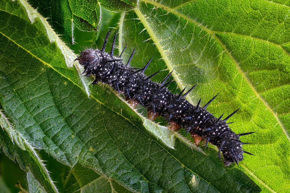 Raupe des Tagpfauenauges