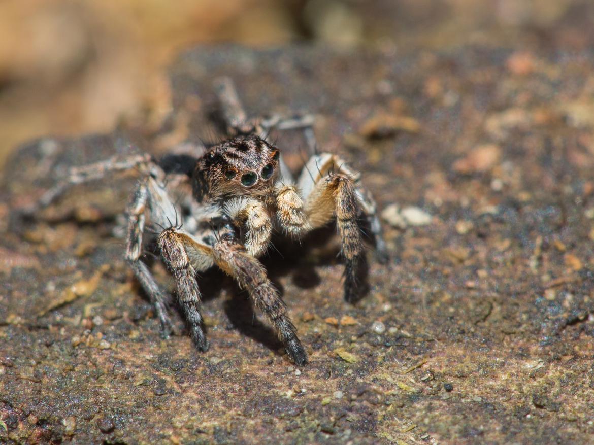Springspinne