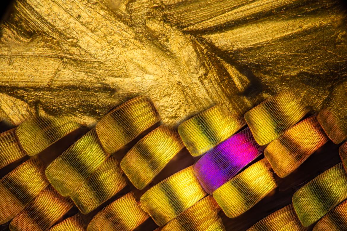 Abb 4.: Metallisches Gold (oben) und goldene Schuppen des Urania Falters (unten)