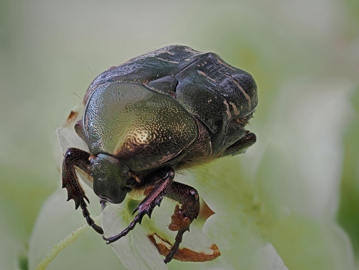 Dieser Käfer war am Vorderbein mit Milben besiedelt