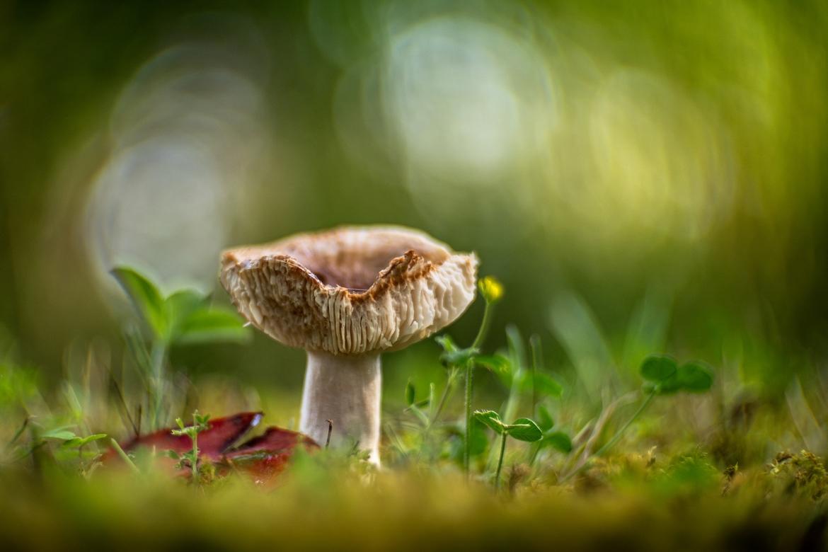 Alter Pilz mit hochgewölbtem Hut auf Wiese