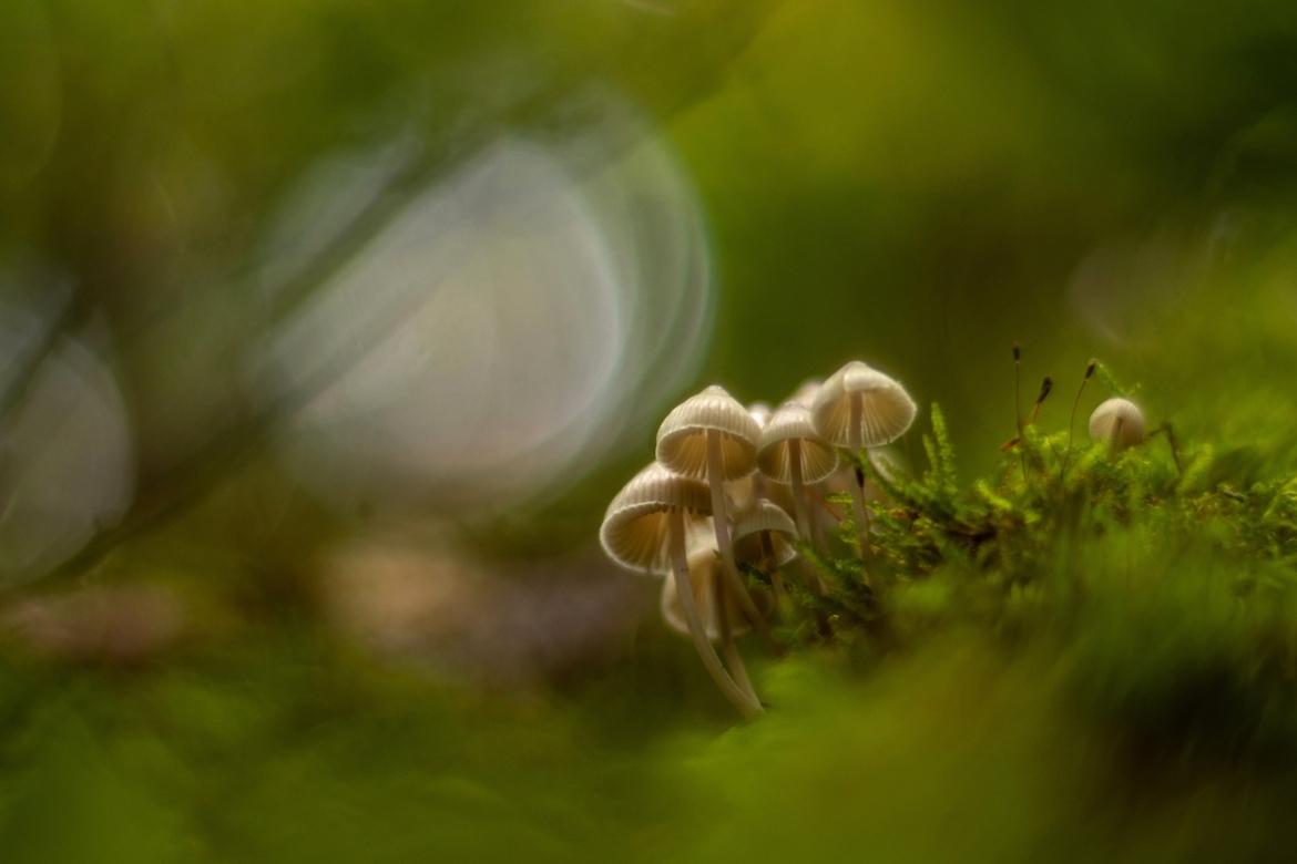 Gruppe kleiner heller Pilze im Moos