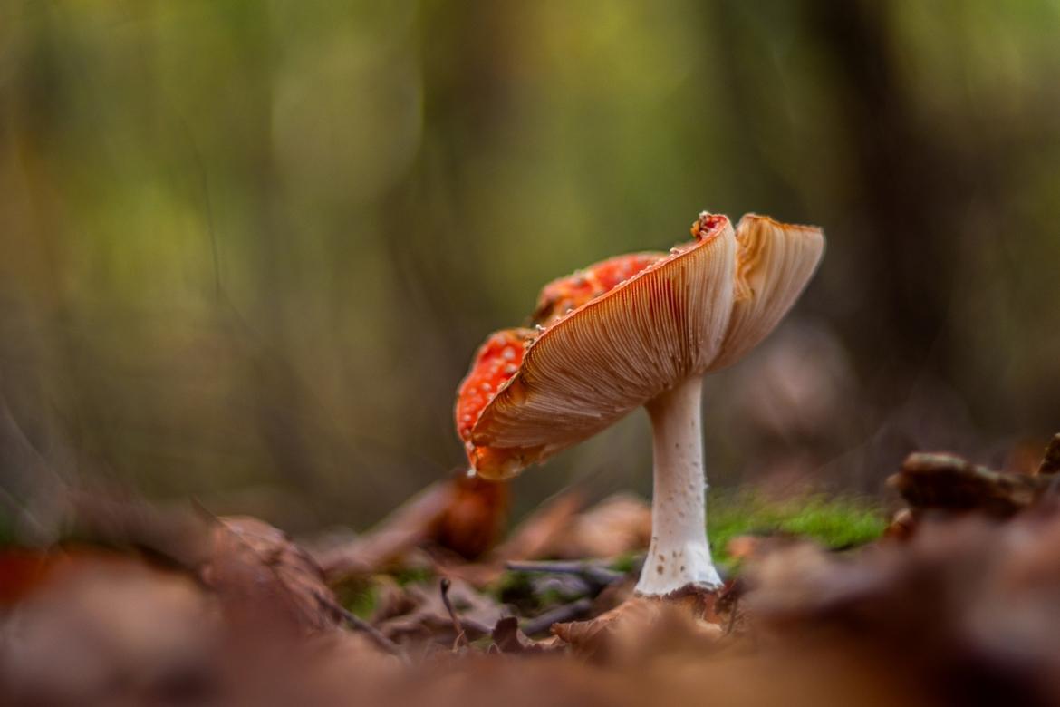 Alter Pilz mit weißen Lamellen und roten Hut mit weißen Punkten