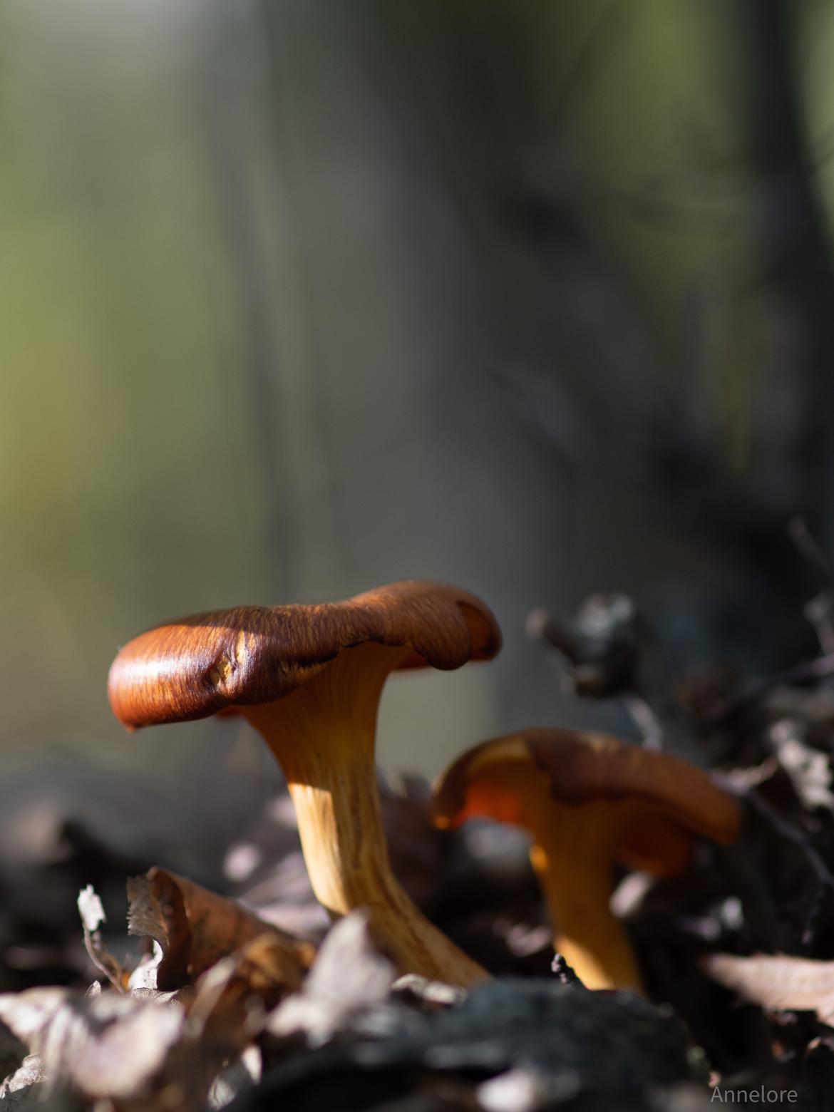 Pilze