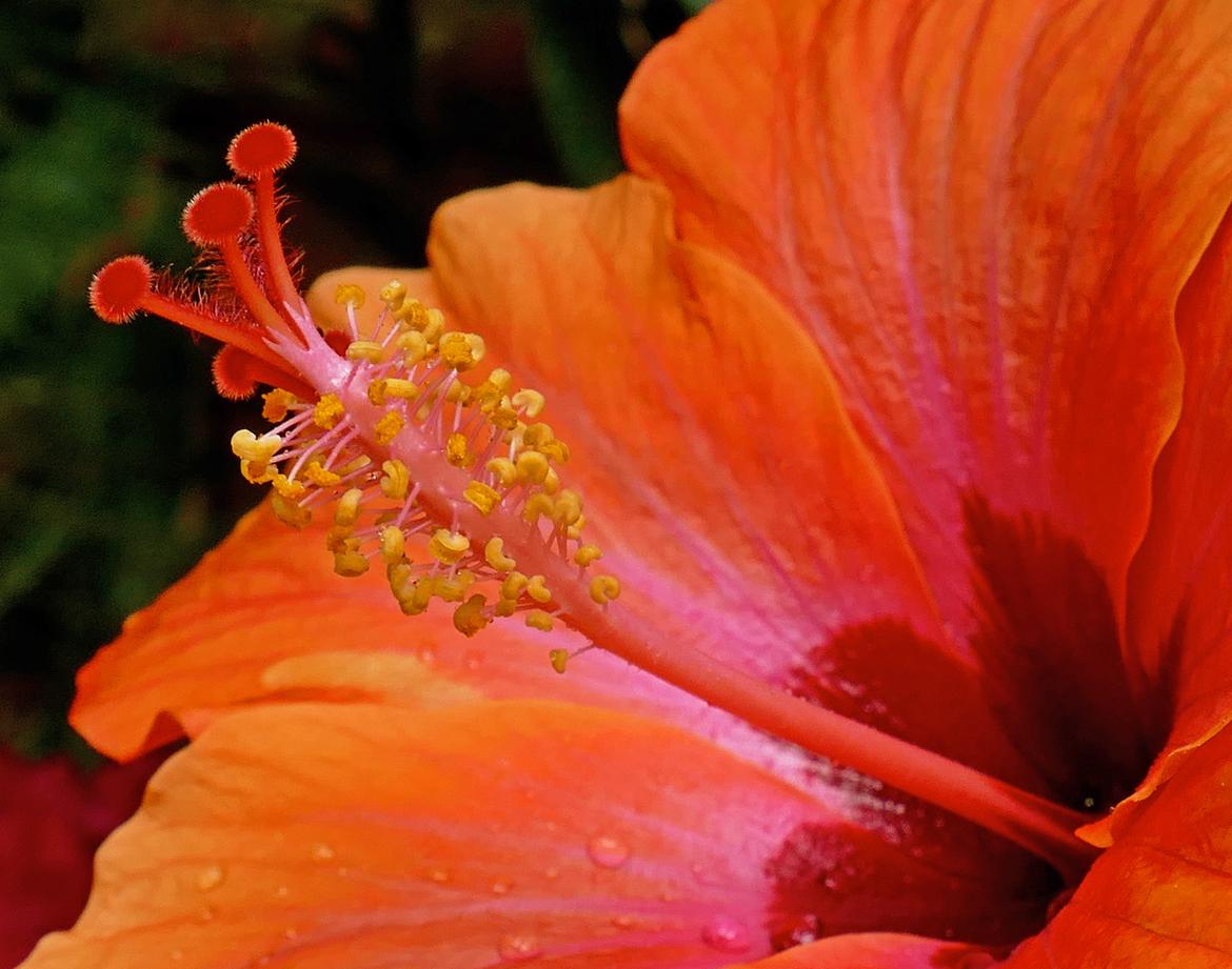 Hibiskusblüte