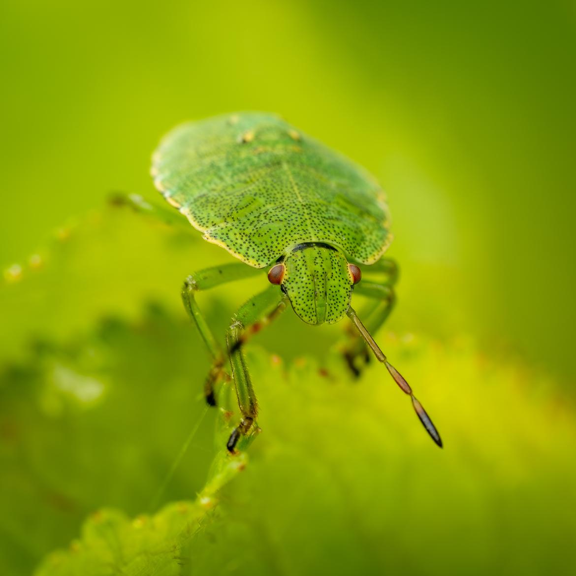 Grüne Stinkwanze auf einem Blatt. Nahaufnahme
