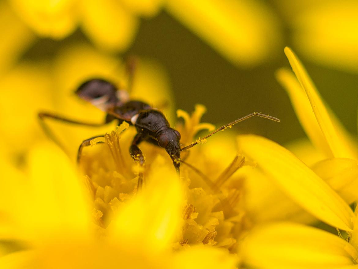 Ameisensichelwanze (Himacerus mirmicoides)