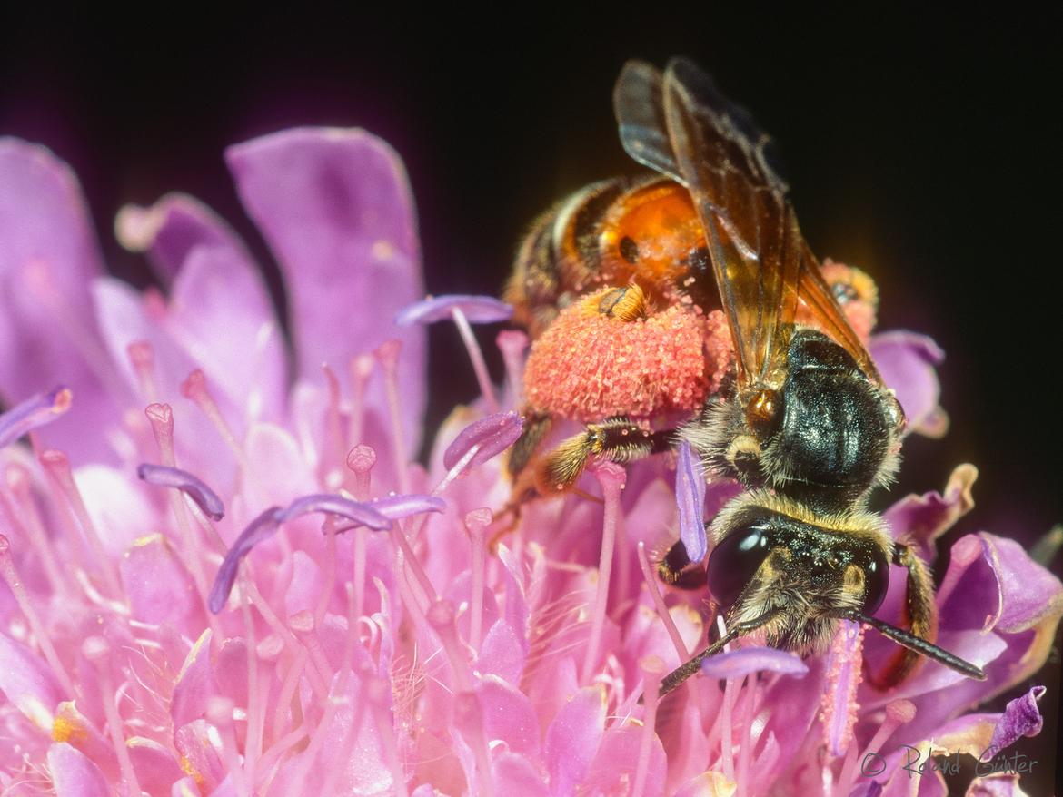 Knautien-Sandbiene (Andrena hattorfiana); © Roland Günter