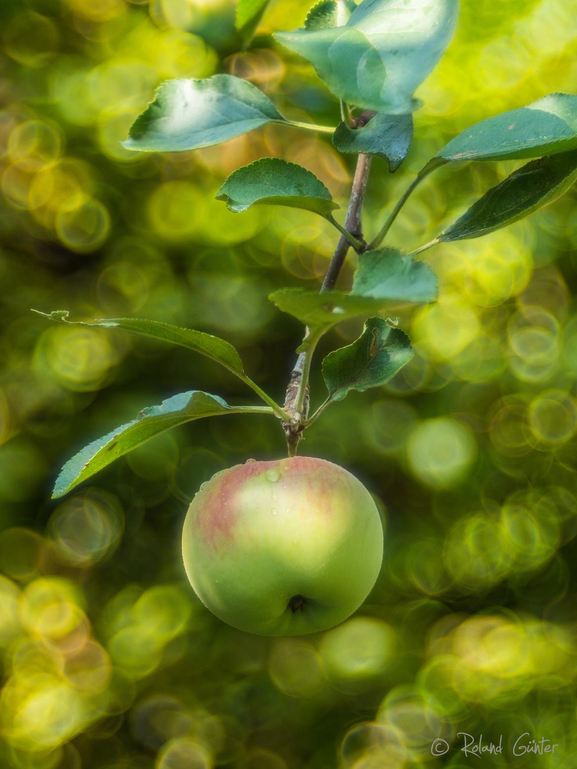 Apfel; © Roland Günter